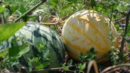 最新推荐：17c.一起草🌿在线观看免费官方版下载，畅享精彩影视体验