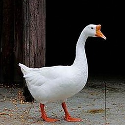 全面解析：91禁🍆🍑🔞❌❌❌看片17c官方版免费版的最新动态