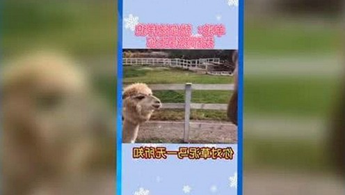 最新解析：51软件免费版助力用户畅享多样娱乐体验