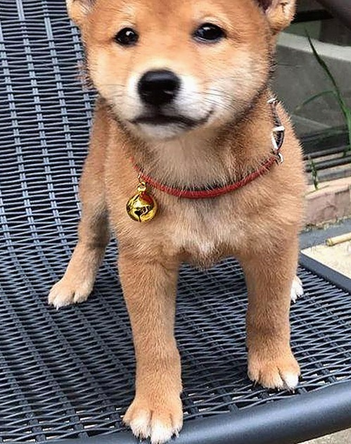 最新7777最新版下载：满足您的多样需求