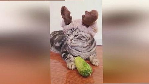 91秀安卓版：畅享最新影视内容与高清剧集下载指南