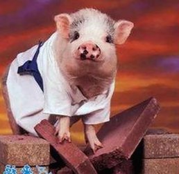 最新黄页网站官方版下载让你轻松掌握最新资源