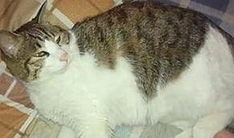 关于“看片官方版下载免费版”的最新动态与相关资源介绍