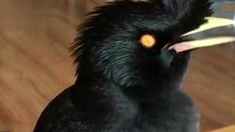 18馃埐官方版免费版全面解析：最新版本与热门资源推荐