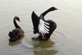 最新麻豆网站免费版全面升级，提供丰富资源与便捷体验