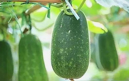 最新消息：51吃瓜网官方版下载引领娱乐风潮