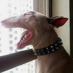 荆州市推荐：黄色软件下载免费官方版满足您的多样需求