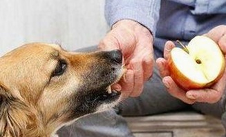 关于菠萝TV免费版的最新动态与资源解析