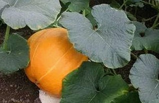 揭秘娱乐圈背后的故事：关注www.色 萝网站17c的最新动态