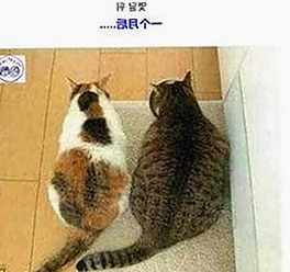 揭秘免费91官方版下载：从争议到现状的转变