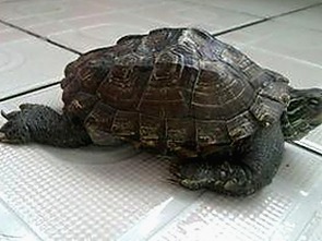 想要xx官方版：最新娱乐内容全解析