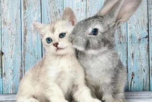 揭秘《十大黄色软件官方版》：昌都市最新资源引发热议