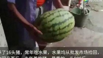 探索A片官方版免费版：当前资源与使用现状分析