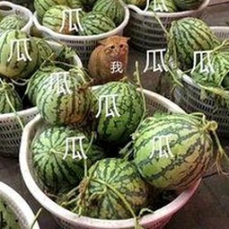 全面解析：免费观看已满十八电视剧免费官方版的最新动态与相关资源