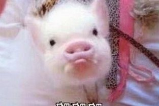 解析高清🈚码🔞❌♋免费菠萝视频官方版下载：现状与反思