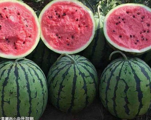 探秘“91免费版官方版”的最新动态与相关资源