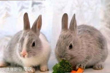 关于小🐔🐔伸进🈲🔞🔞官方版的最新动态与热点分析