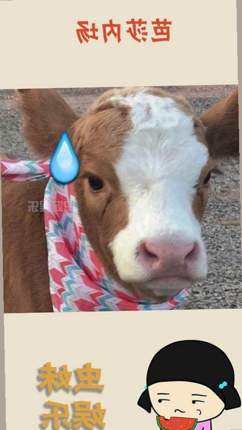 已满十八免费观看电视剧：最新在线观看攻略与官方资源解析