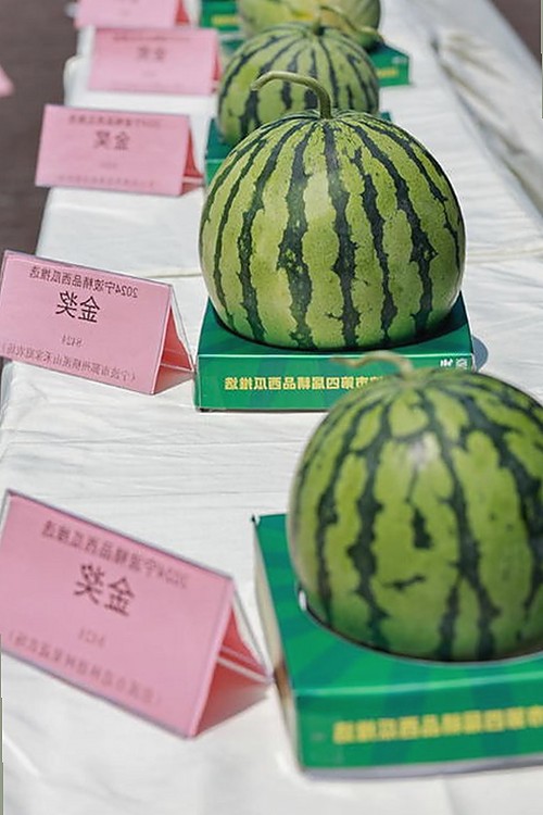 鲁啊鲁官方版免费版：最新版本下载指南