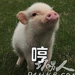最新发现：91🍆🍑🔞❌❌❌一起草wwwcom91安装包下载引领潮流