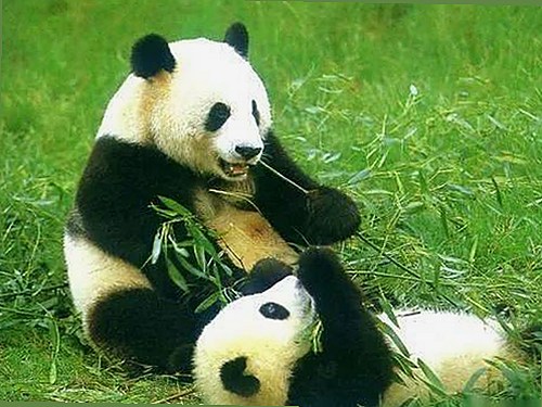 探索91免费网站免费版下载：多样资源满足不同需求